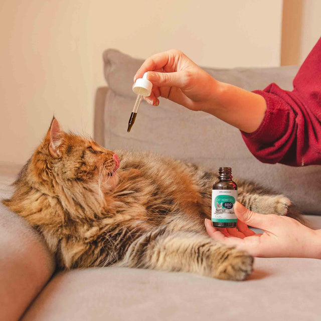 cat-oil-1000-mg-neurogan-2