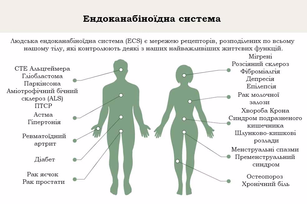 ендоканабіноїдна система людського організму