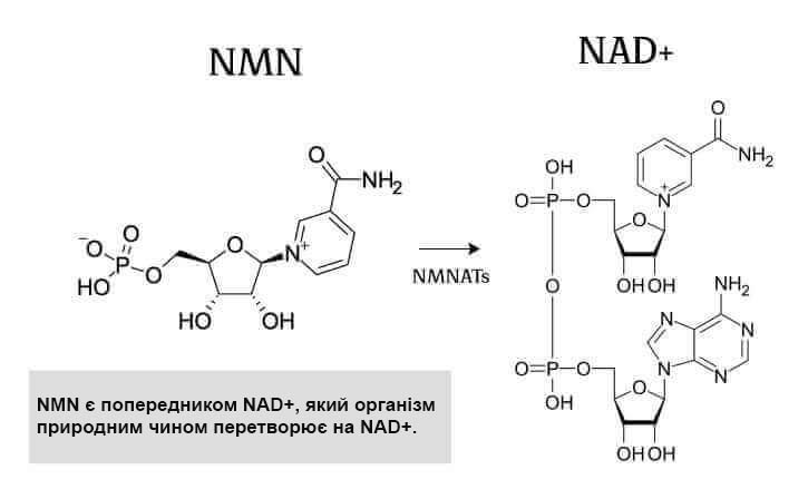 схема перетворення NMN на NAD+
